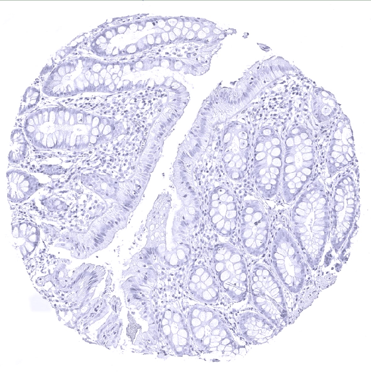 Thyroglobulin Antibody (MSVA-189R) - Azide and BSA Free
