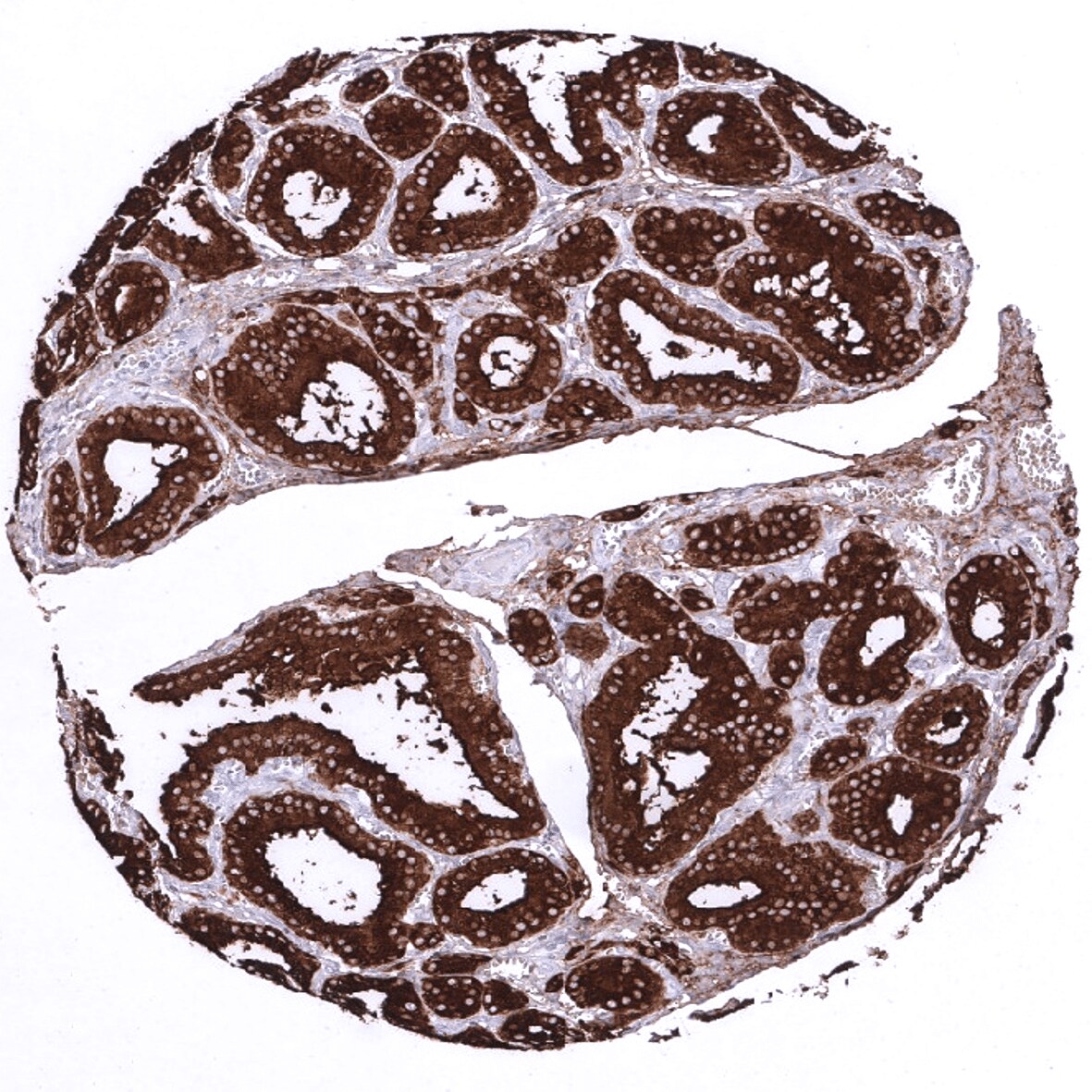 Thyroglobulin Antibody (MSVA-189R) - Azide and BSA Free