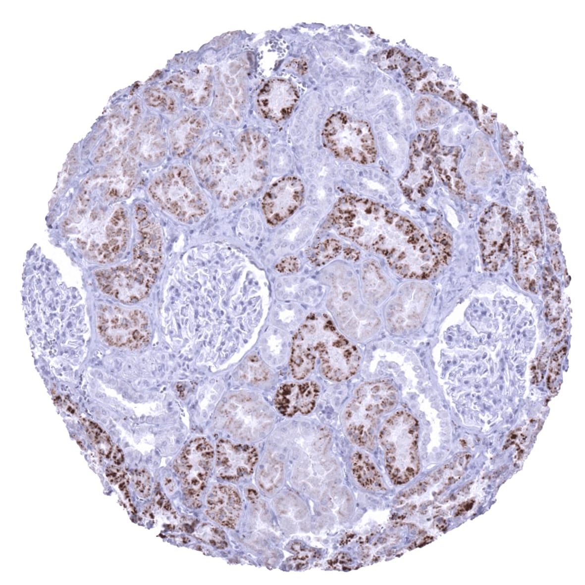 Napsin A Antibody (MSVA-112R) - Azide and BSA Free