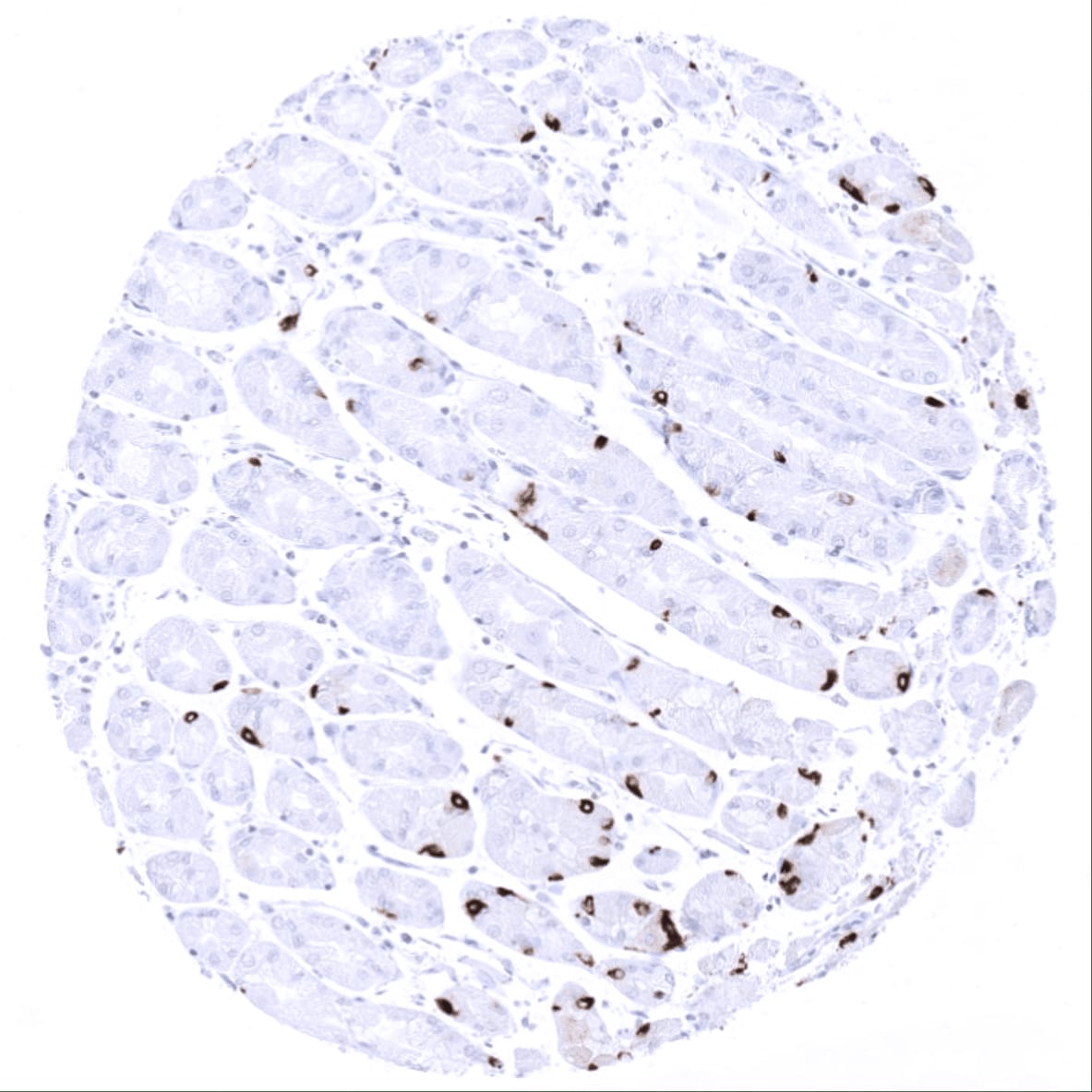 Chromogranin A Antibody (MSVA-380R) - Azide and BSA Free