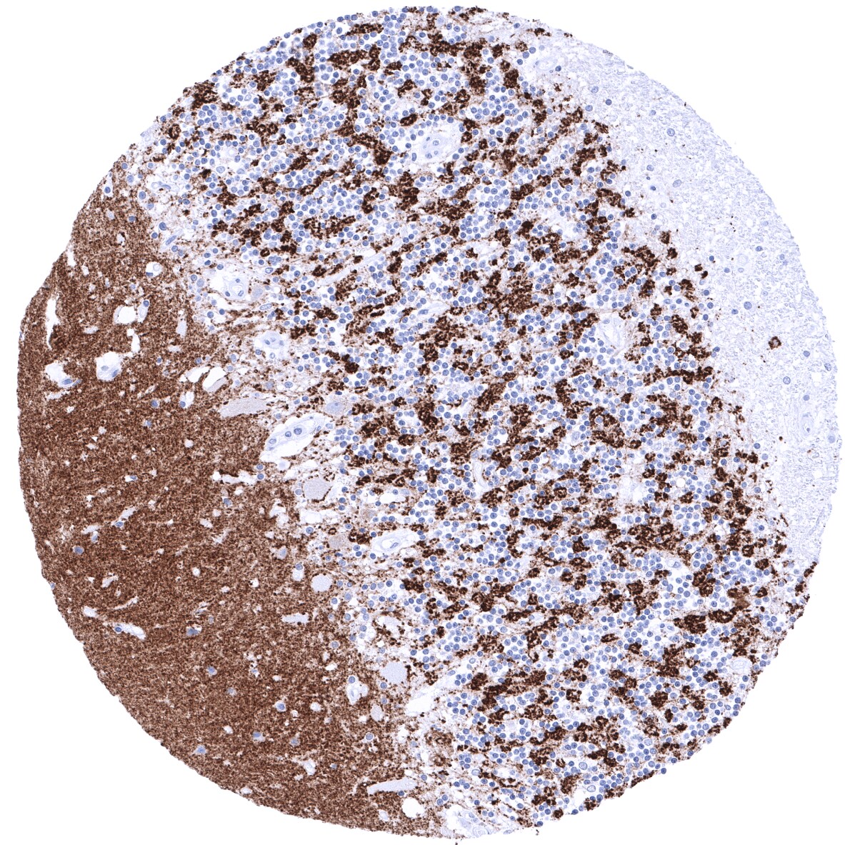 Synaptophysin Antibody (MSVA-462R) - Azide and BSA Free