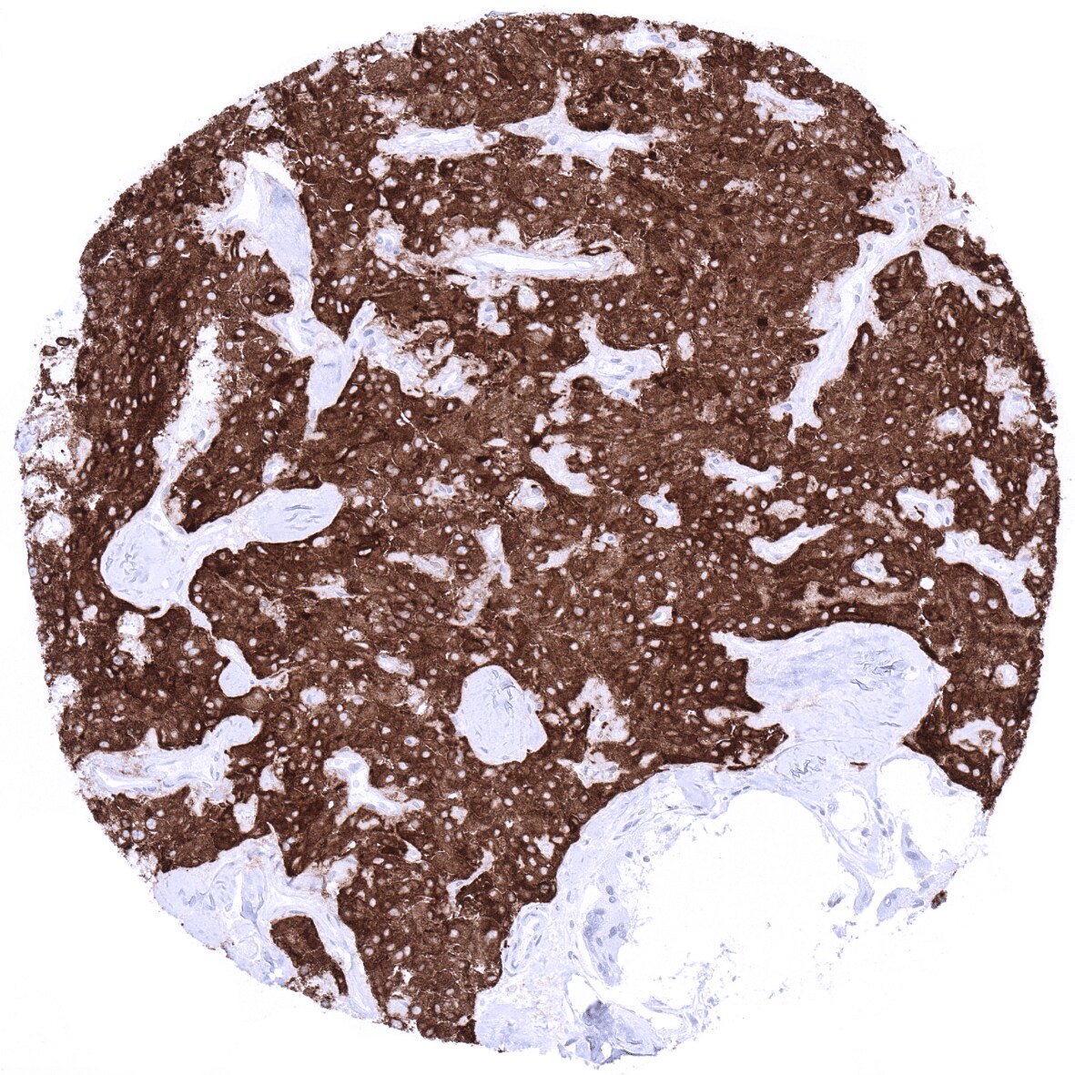 Synaptophysin Antibody (MSVA-462R) - Azide and BSA Free