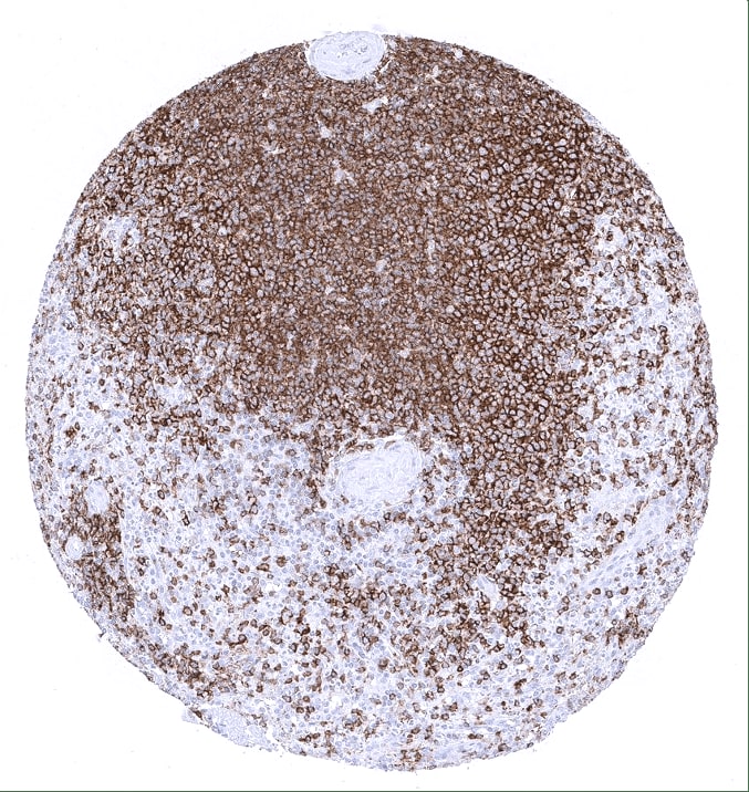 CD45RA Antibody (MSVA-472M) - Azide and BSA Free