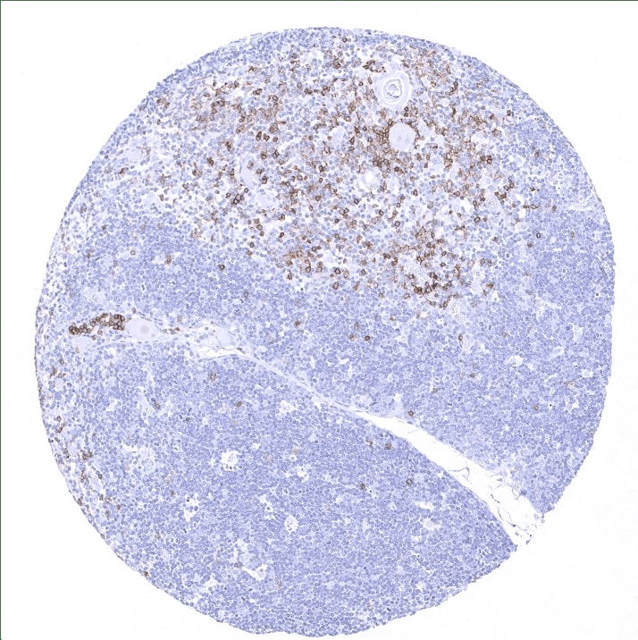 CD45RA Antibody (MSVA-472M) - Azide and BSA Free