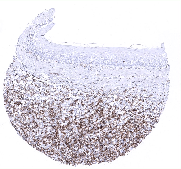 CD45RA Antibody (MSVA-472M) - Azide and BSA Free