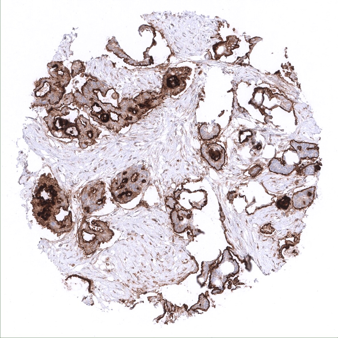Mesothelin Antibody (MSVA-235M) - Azide and BSA Free