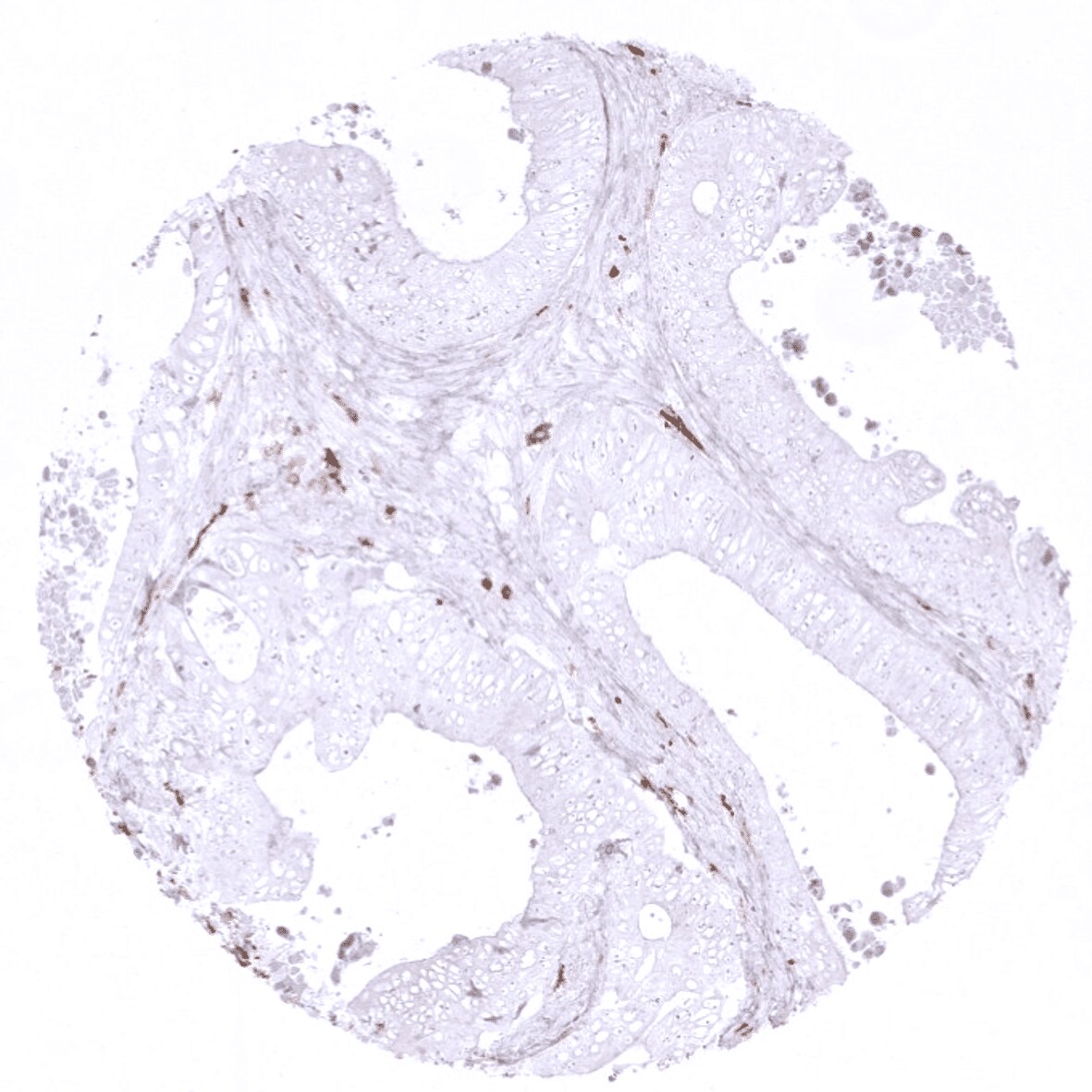 CD163 Antibody (MSVA-163M) - Azide and BSA Free