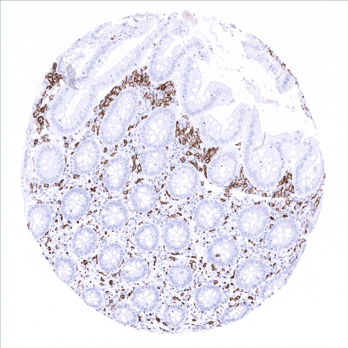 CD163 Antibody (MSVA-163M) - Azide and BSA Free
