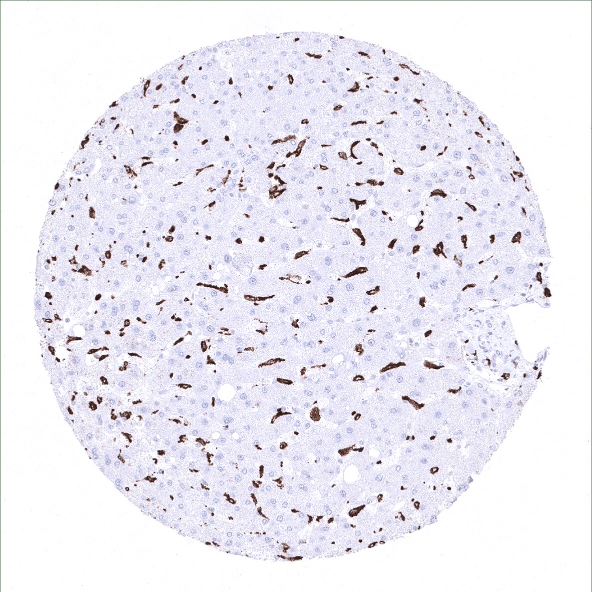 CD163 Antibody (MSVA-163M) - Azide and BSA Free