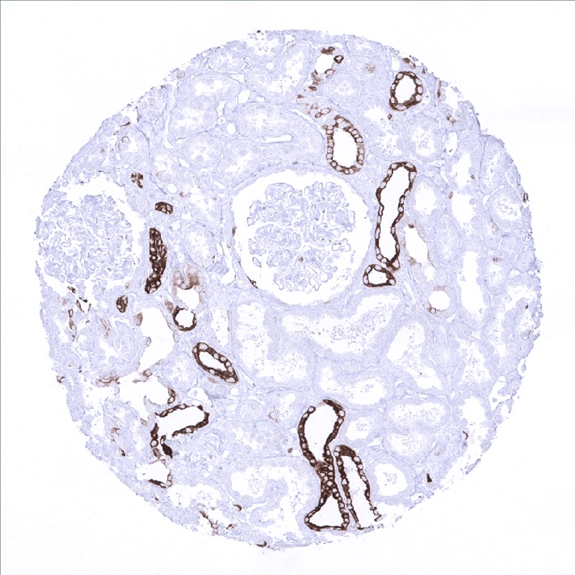 Cytokeratin 7 Antibody (MSVA-607R) - Azide and BSA Free