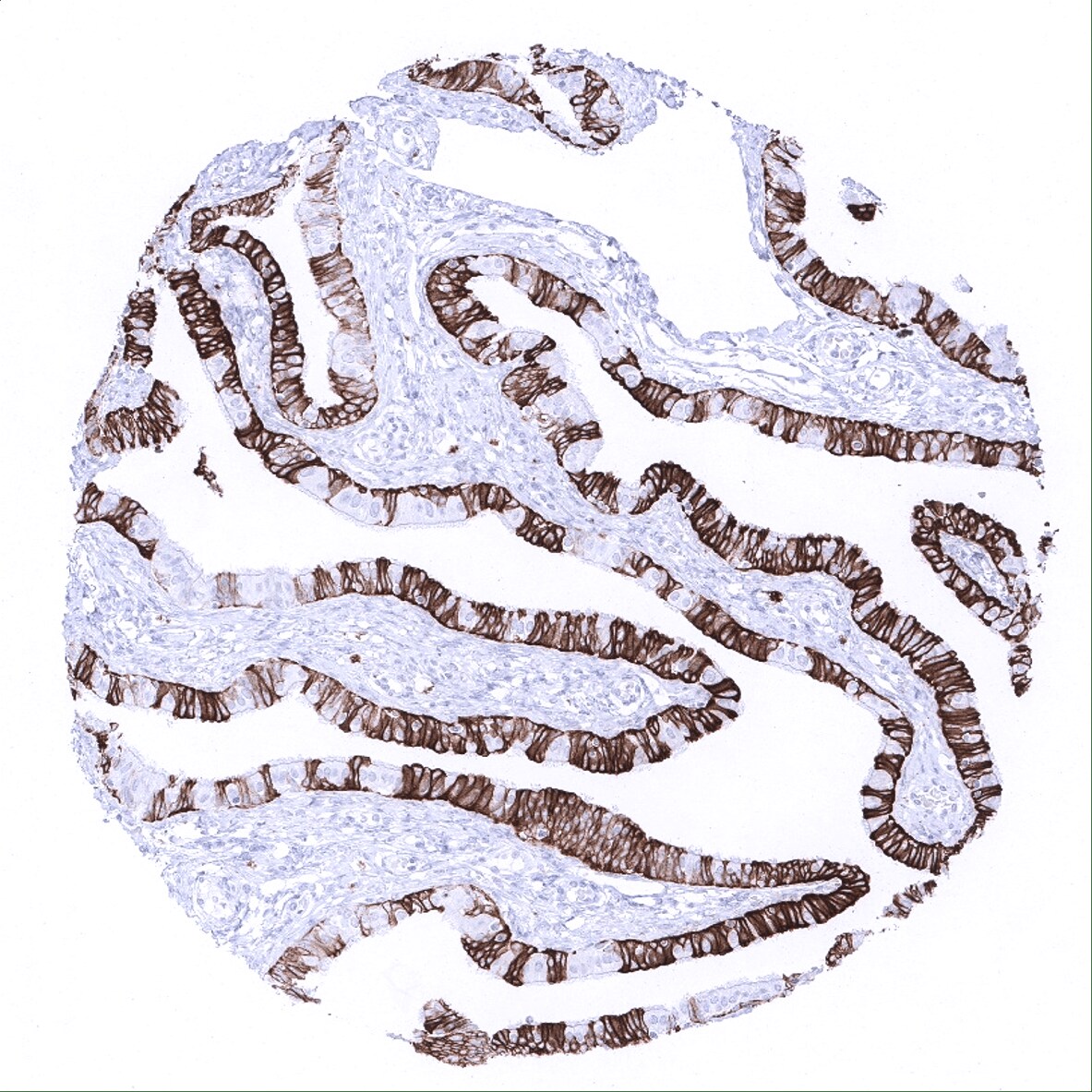Cytokeratin 7 Antibody (MSVA-607R) - Azide and BSA Free