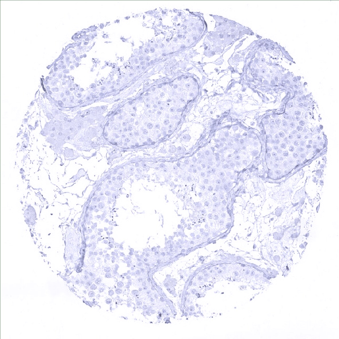 Cytokeratin 7 Antibody (MSVA-607R) - Azide and BSA Free