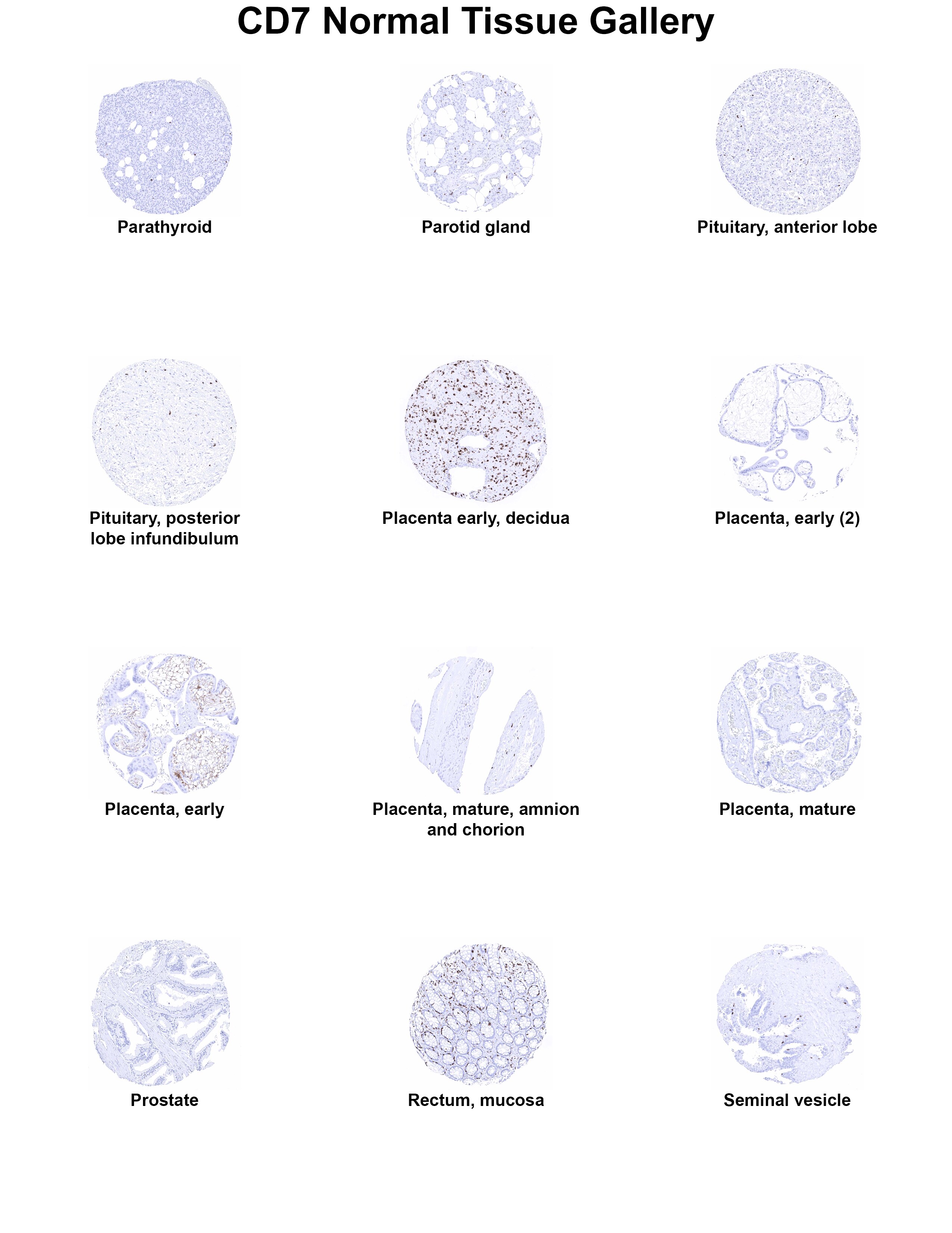 CD7 Antibody (MSVA-007R) - Azide and BSA Free CD7 Antibody (MSVA-007R) - Azide and BSA Free CD7 Normal Tissue Gallery