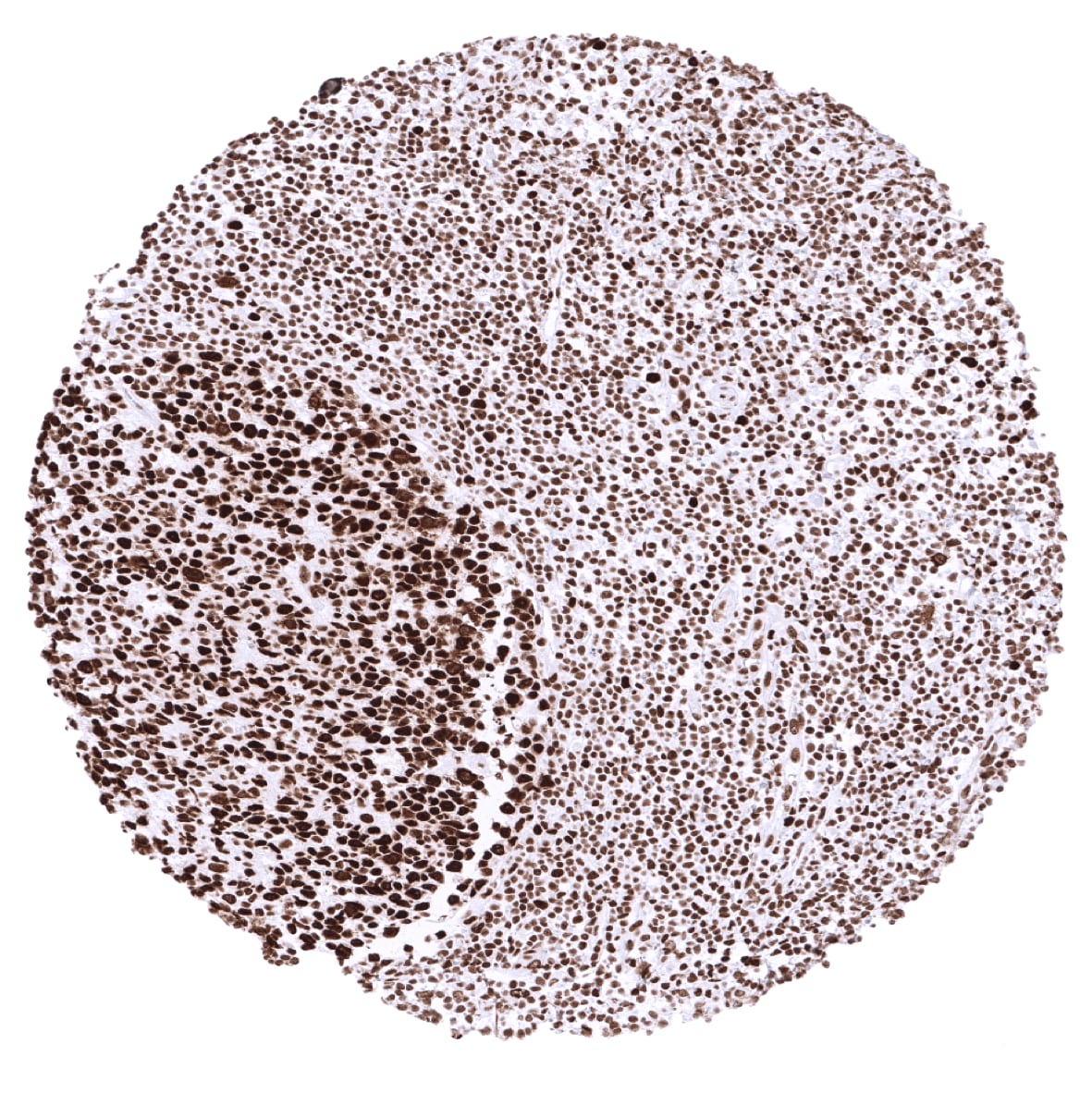 MSH2 Antibody (MSVA-902M) - Azide and BSA Free