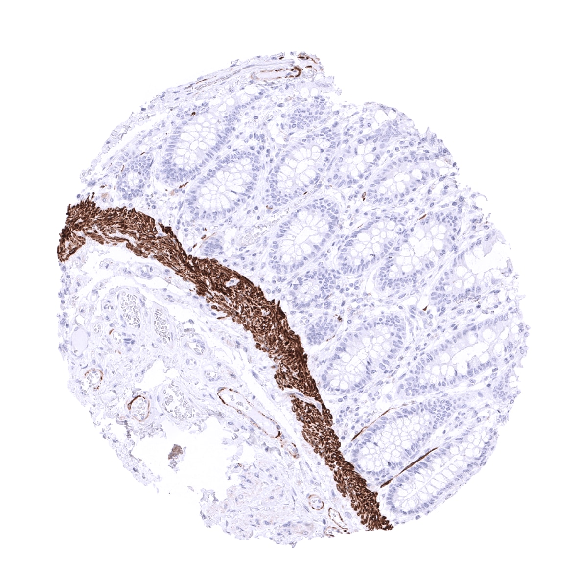 Desmin Antibody (MSVA-651M) - Azide and BSA Free