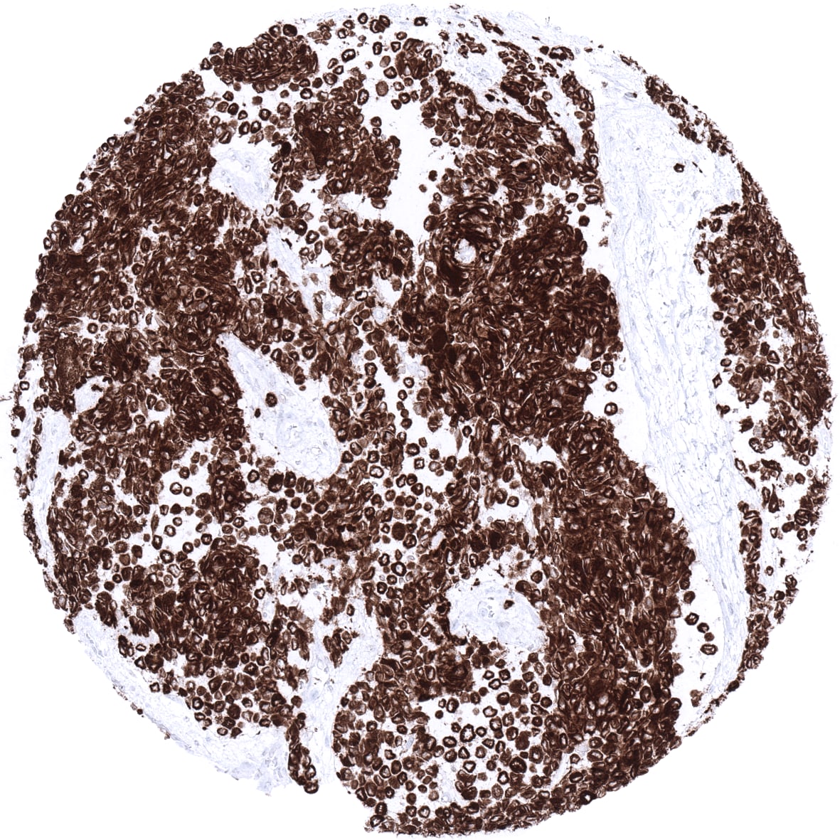 Desmin Antibody (MSVA-651M) - Azide and BSA Free