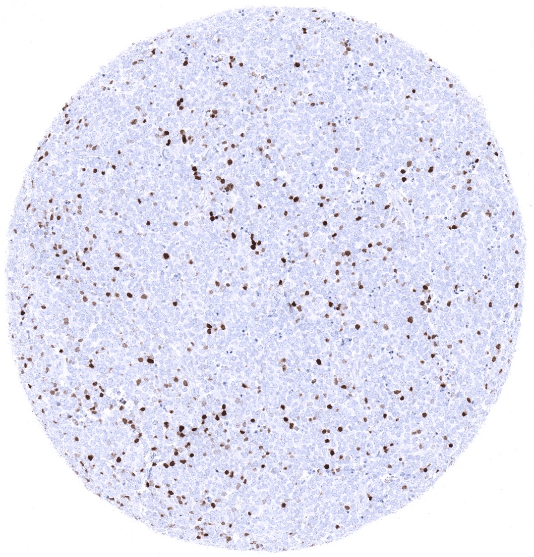 TdT Antibody (MSVA-453R) - Azide and BSA Free