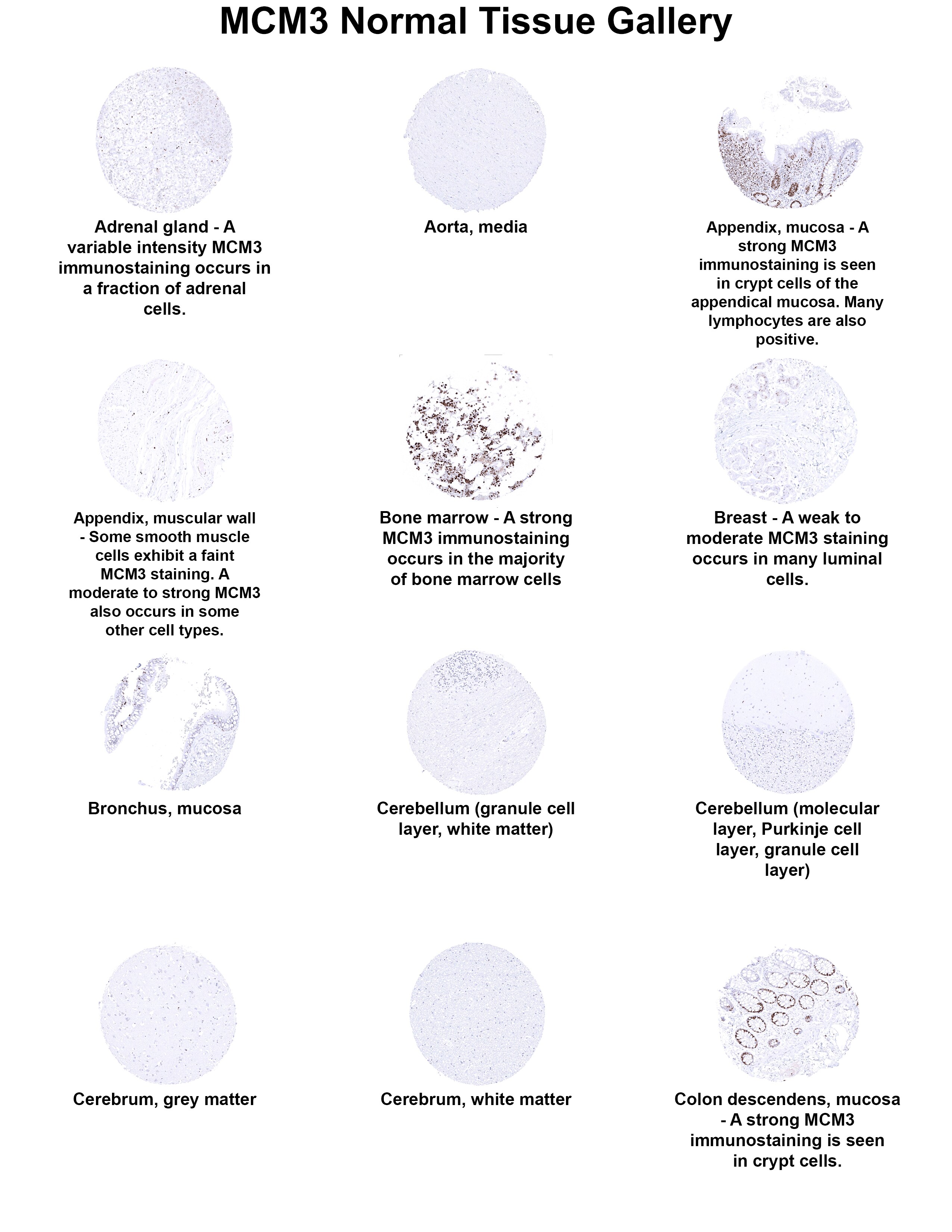MCM3 Antibody (MSVA-503M) - Azide and BSA Free MCM3 Antibody (MSVA-503M) - Azide and BSA Free MCM3 Normal Tissue Gallery