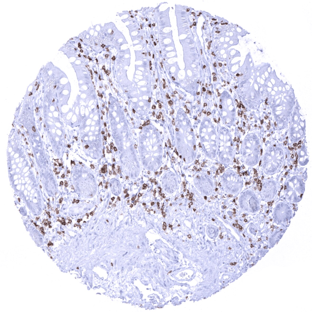 CD5 Antibody (MSVA-005R) - Azide and BSA Free