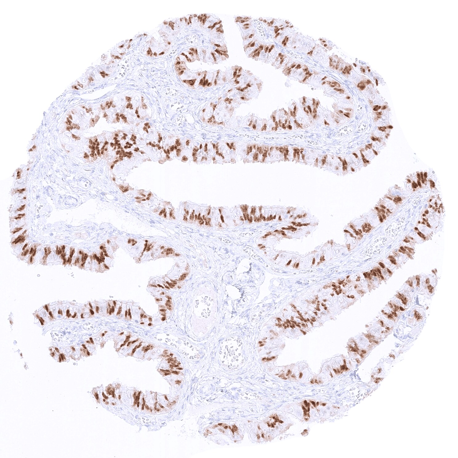 PAX8 Antibody (MSVA-708R) - Azide and BSA Free