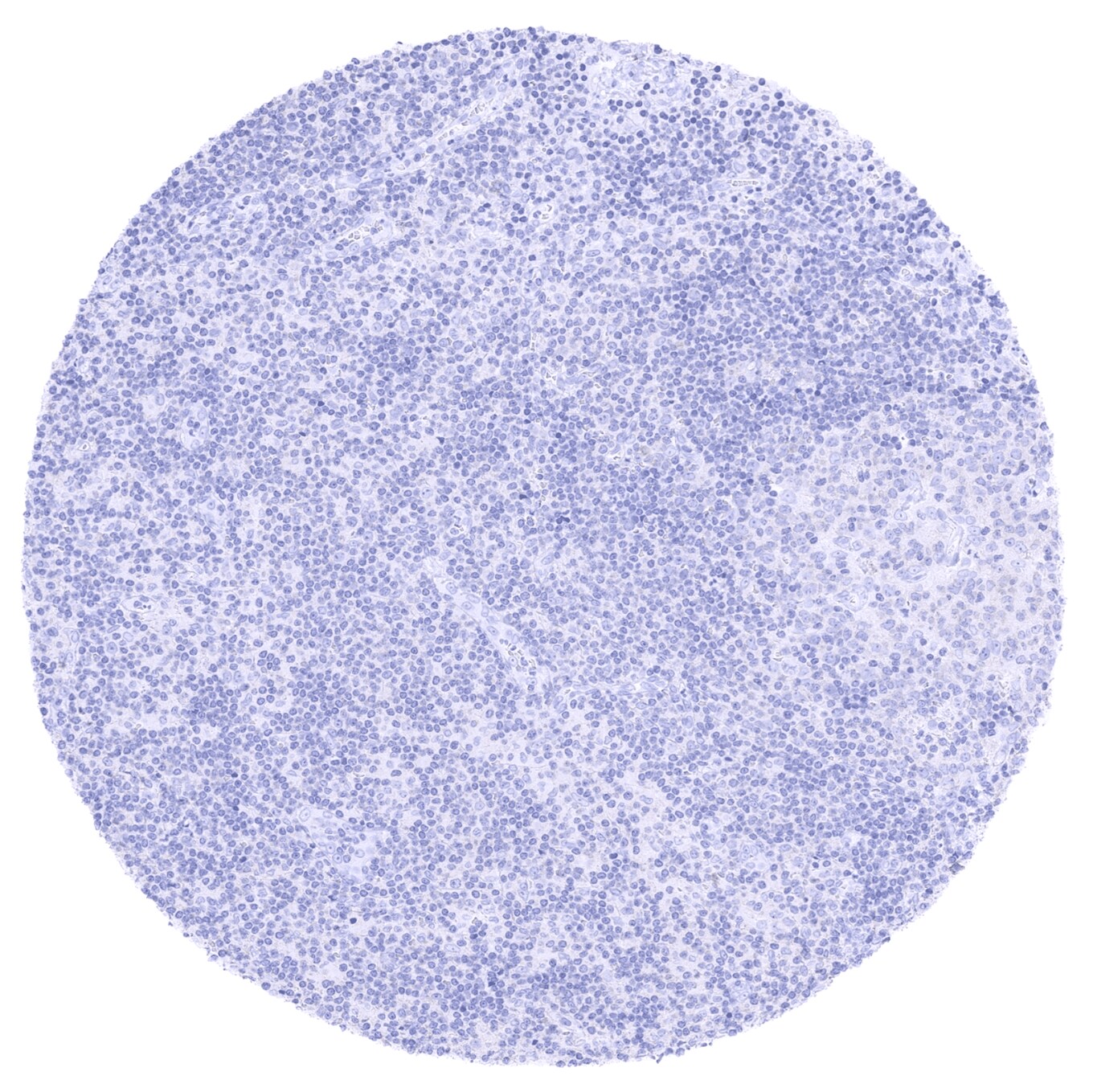 PAX8 Antibody (MSVA-708R) - Azide and BSA Free