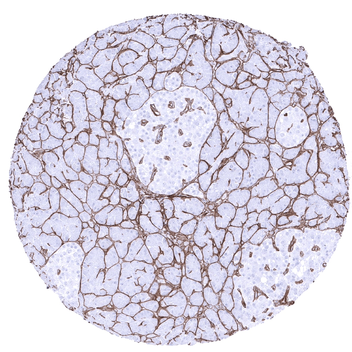 Collagen IV Antibody (MSVA-704R) - Azide and BSA Free