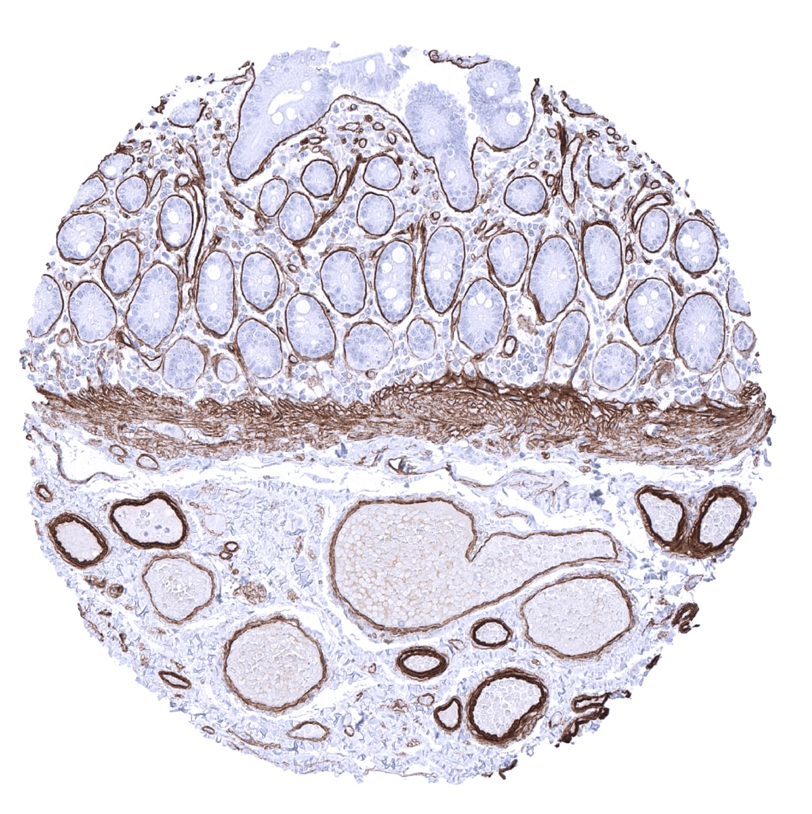 Collagen IV Antibody (MSVA-704R) - Azide and BSA Free