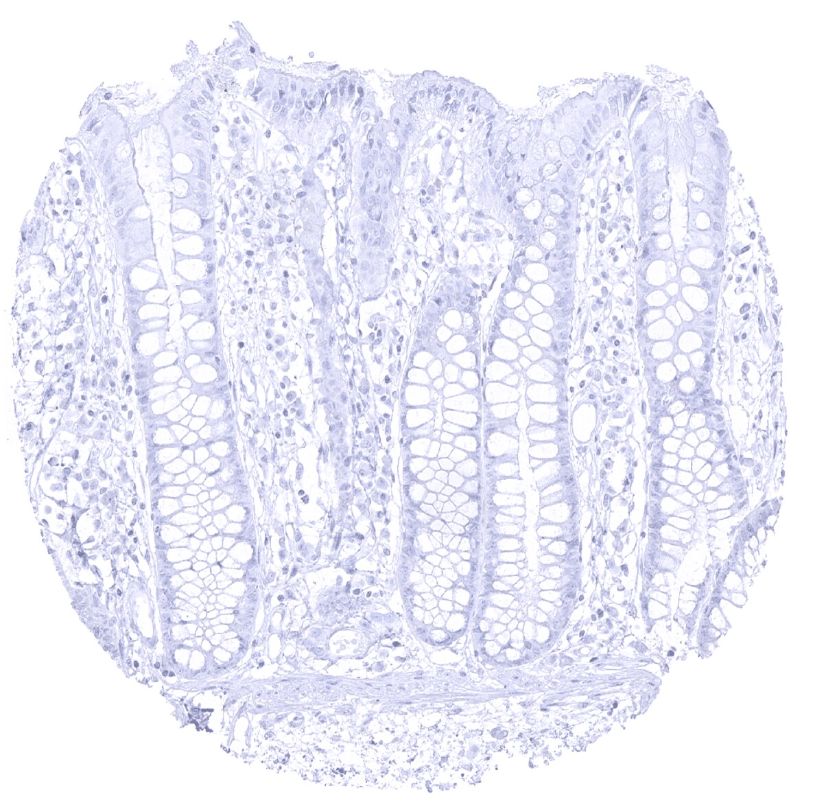 GP2 Antibody (MSVA-475M) - Azide and BSA Free