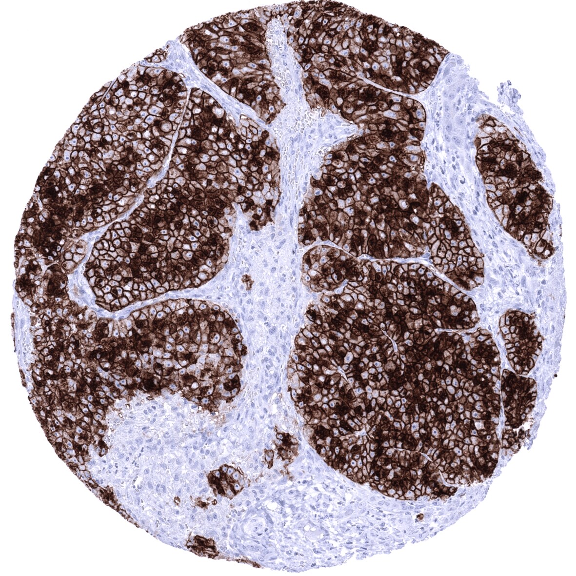 GP2 Antibody (MSVA-475M) - Azide and BSA Free