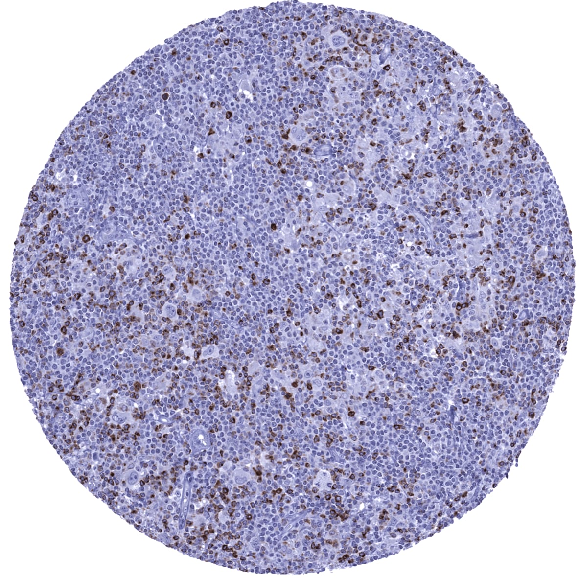 CTLA-4 Antibody (MSVA-152R) - Azide and BSA Free