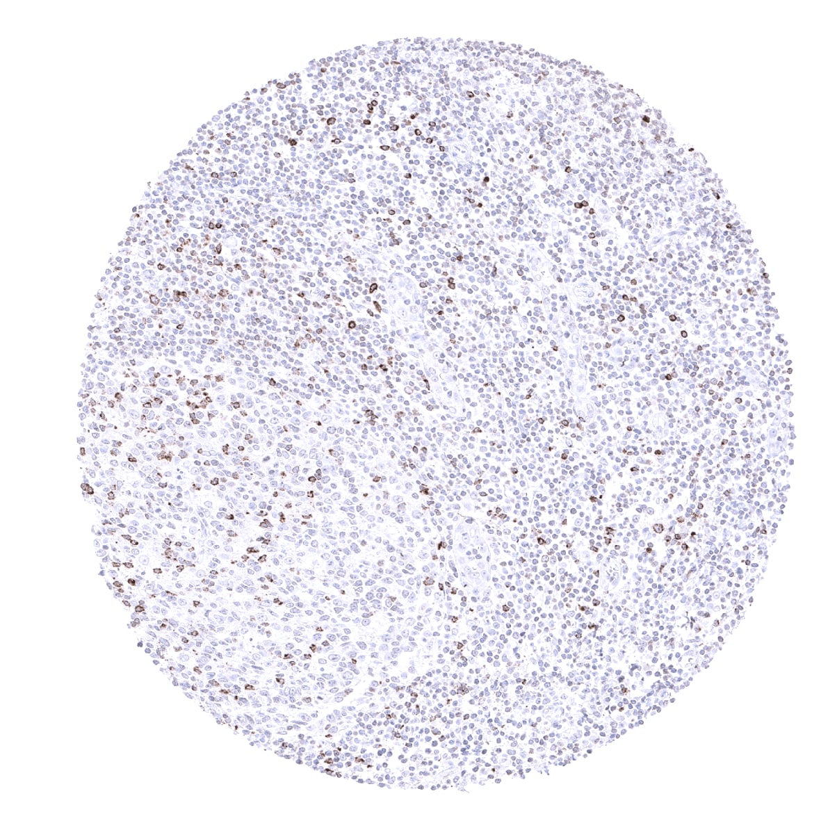 CTLA-4 Antibody (MSVA-152R) - Azide and BSA Free
