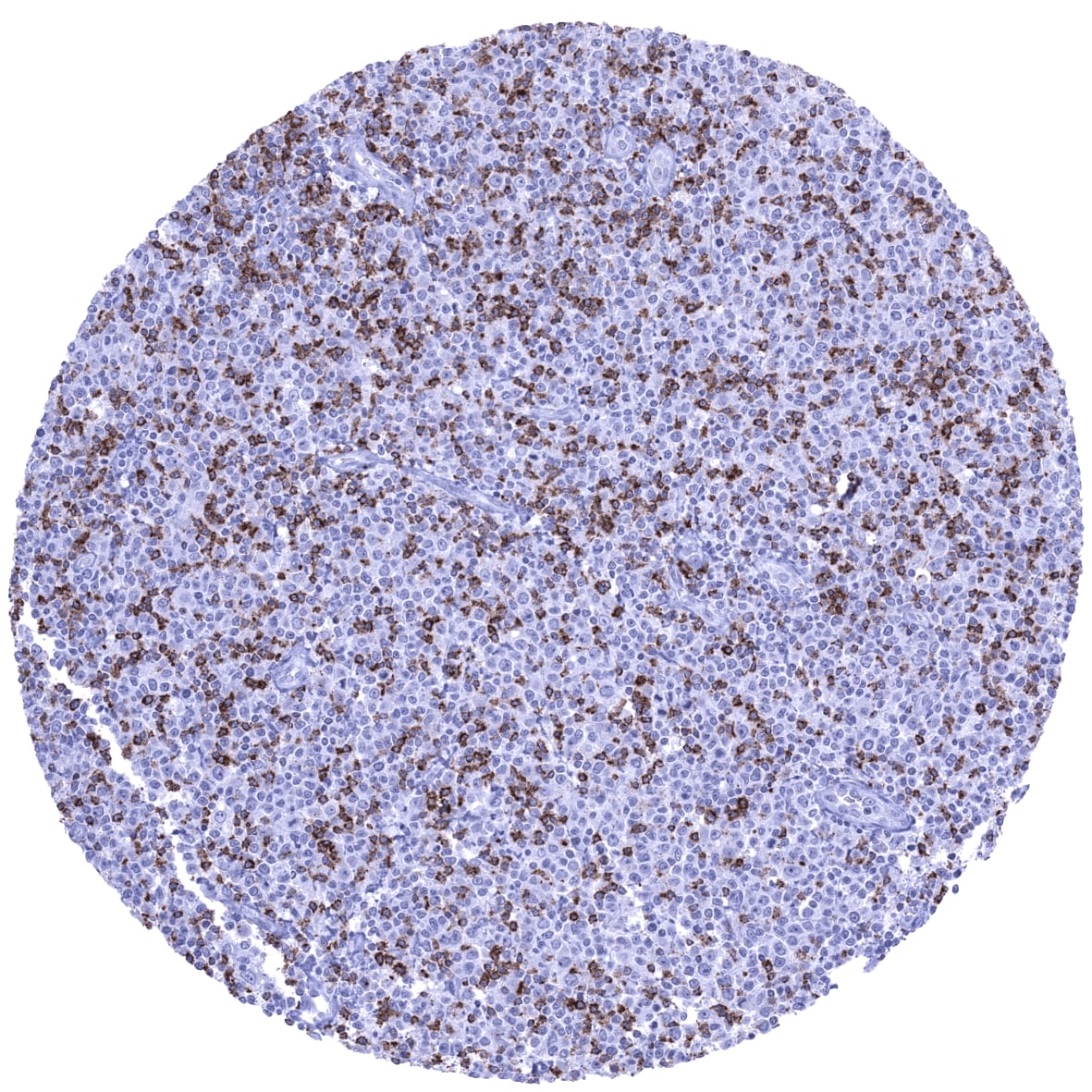 CTLA-4 Antibody (MSVA-152R) - Azide and BSA Free