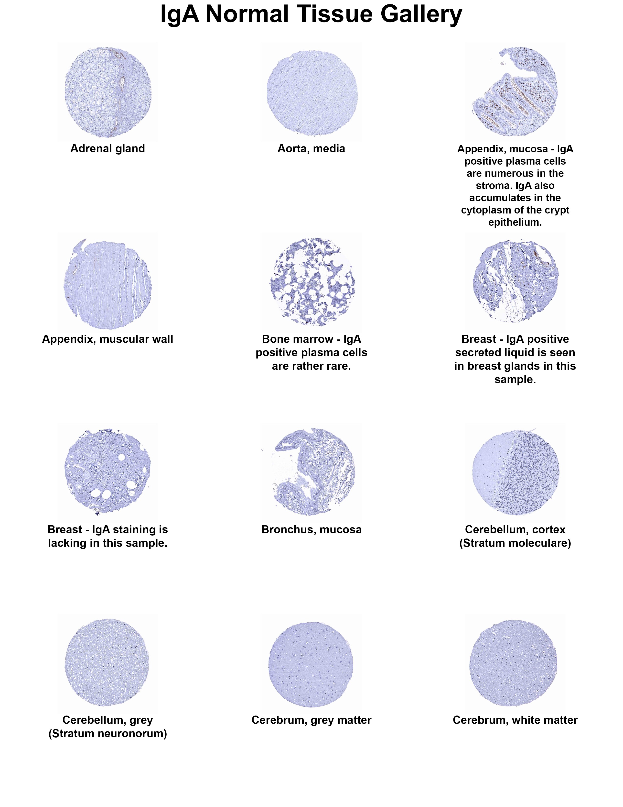 IgA Antibody (MSVA-700R) - Azide and BSA Free IgA Antibody (MSVA-700R) - Azide and BSA Free IgA Normal Tissue Gallery