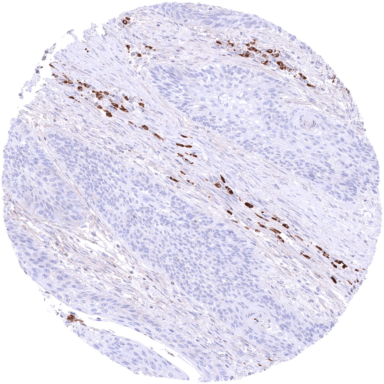 IgA Antibody (MSVA-700R) - Azide and BSA Free