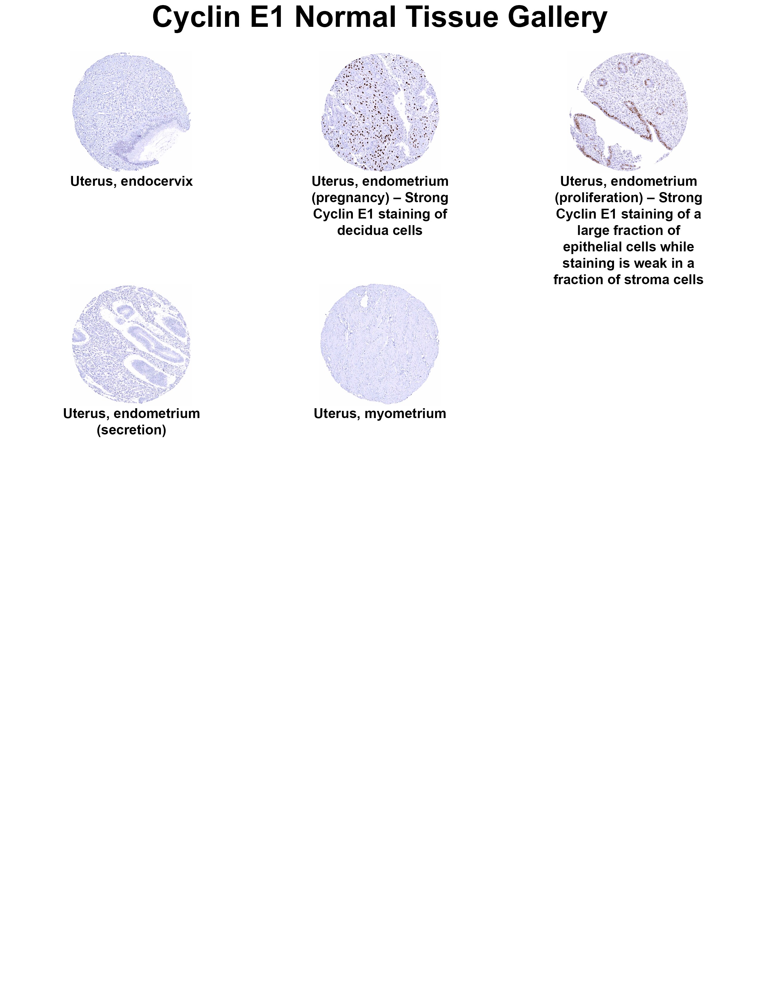 Cyclin E1 Antibody (MSVA-898R) - Azide and BSA Free Cyclin E1 Antibody (MSVA-898R) - Azide and BSA Free Cyclin E1 Normal Tissue Gallery