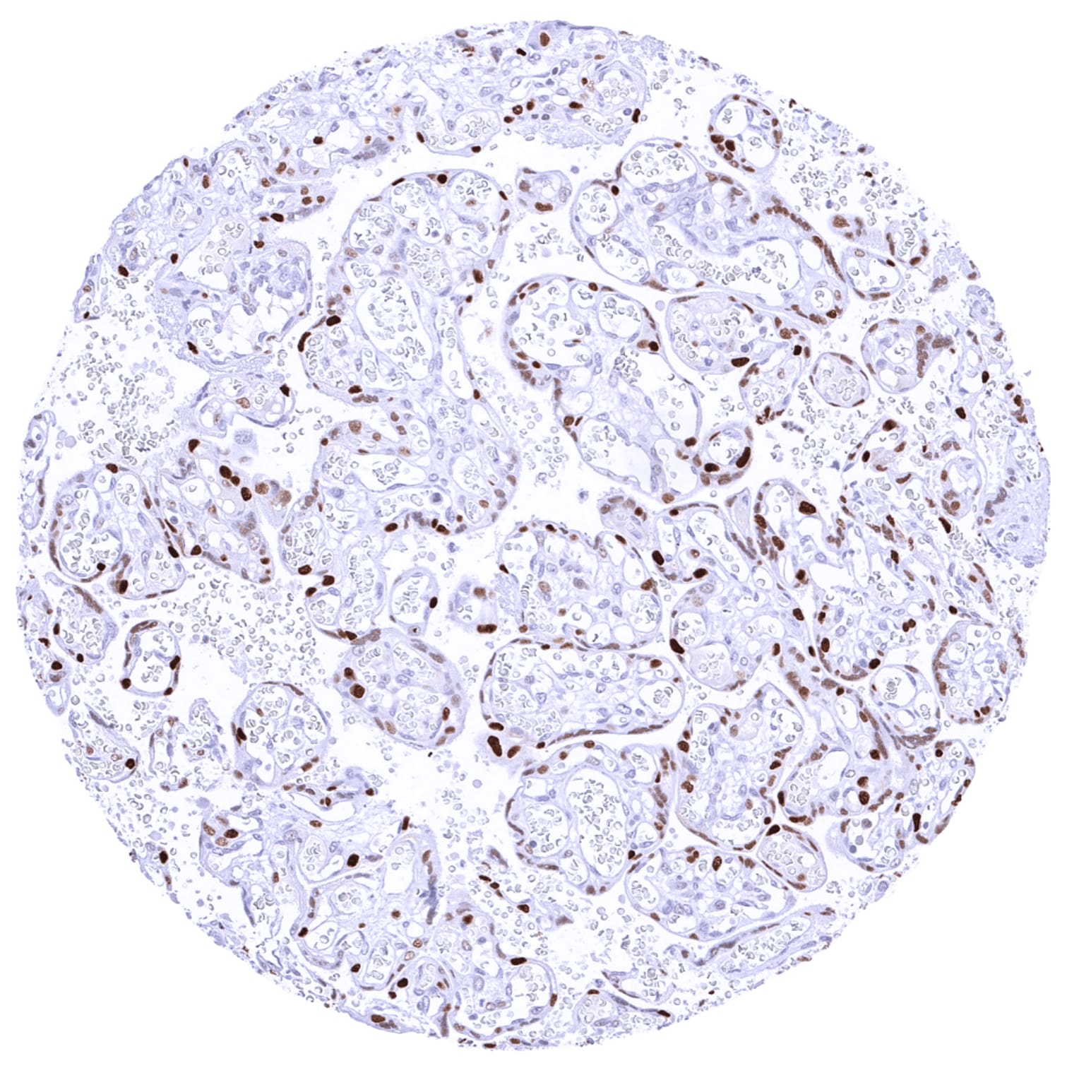 Cyclin E1 Antibody (MSVA-898R) - Azide and BSA Free