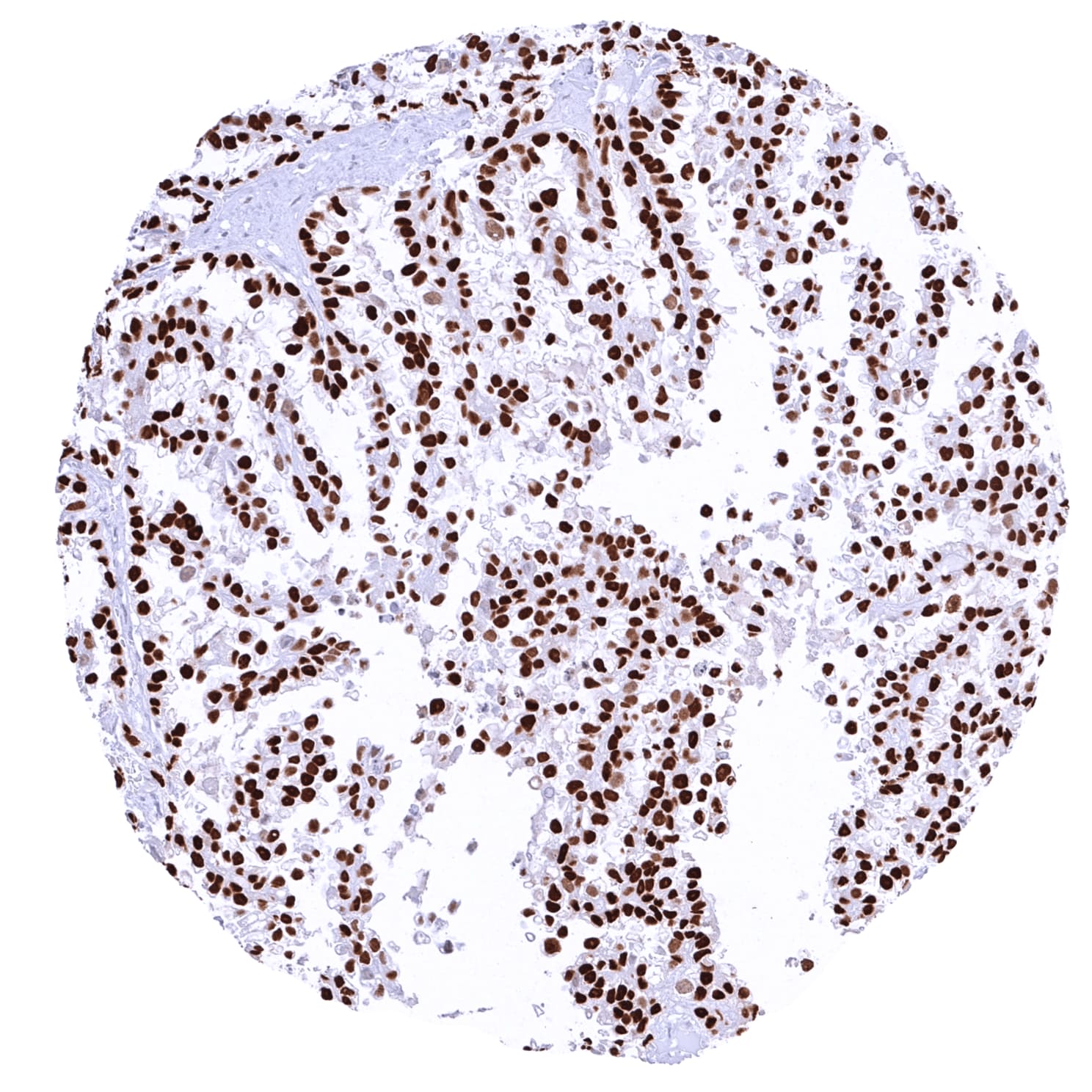 Cyclin E1 Antibody (MSVA-898R) - Azide and BSA Free