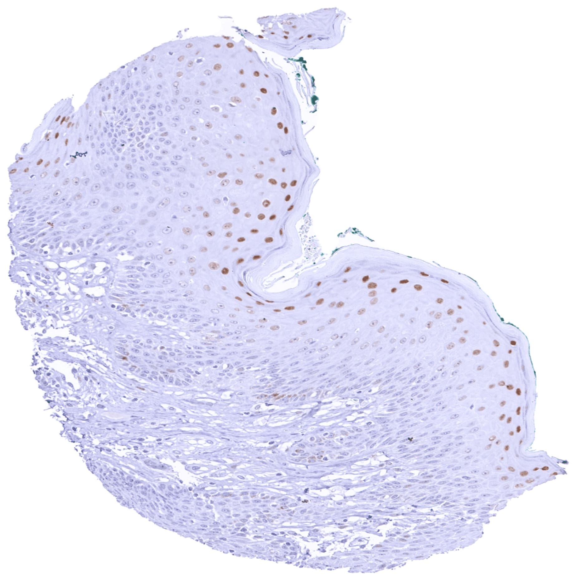 Cyclin E1 Antibody (MSVA-898R) - Azide and BSA Free