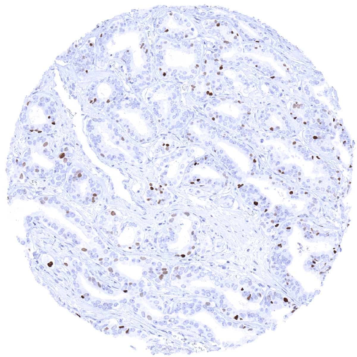 MCM7 Antibody (MSVA-507R) - Azide and BSA Free