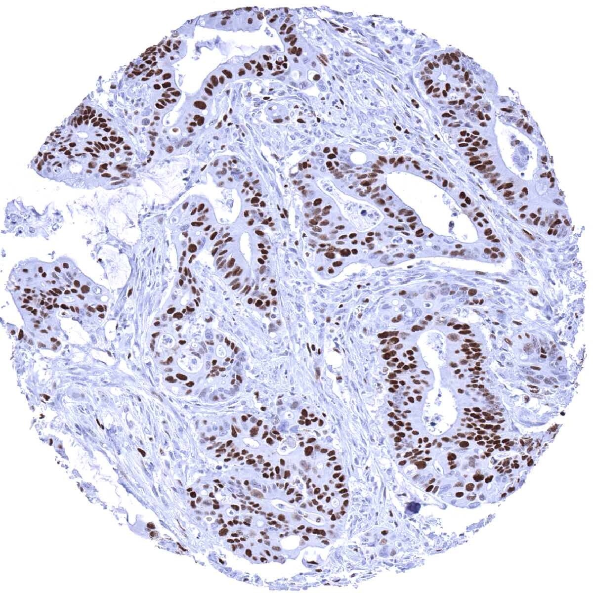 MCM7 Antibody (MSVA-507R) - Azide and BSA Free