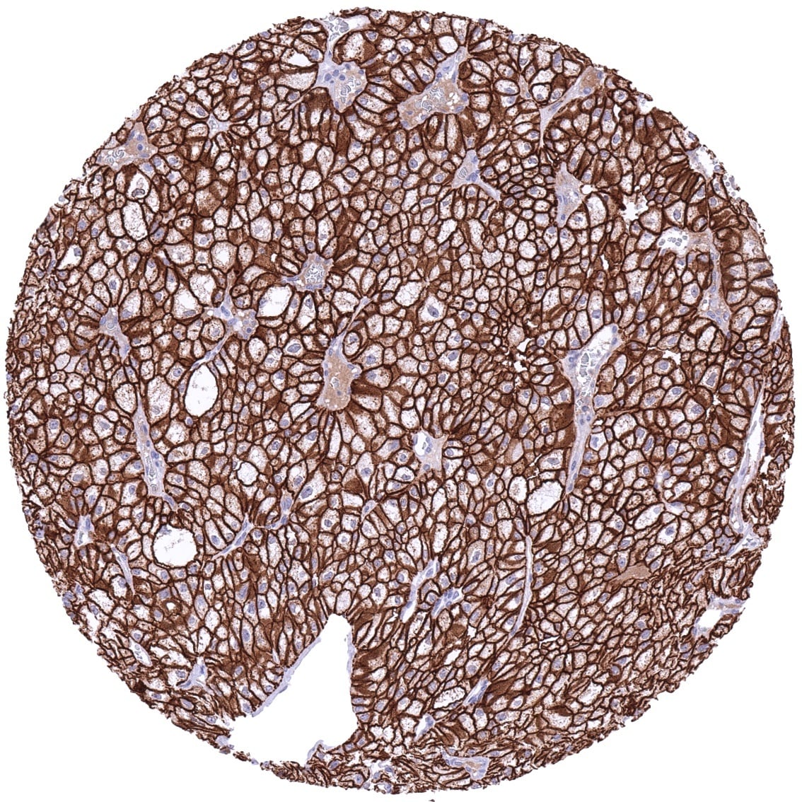 Cadherin-16 Antibody (MSVA-516R) - Azide and BSA Free