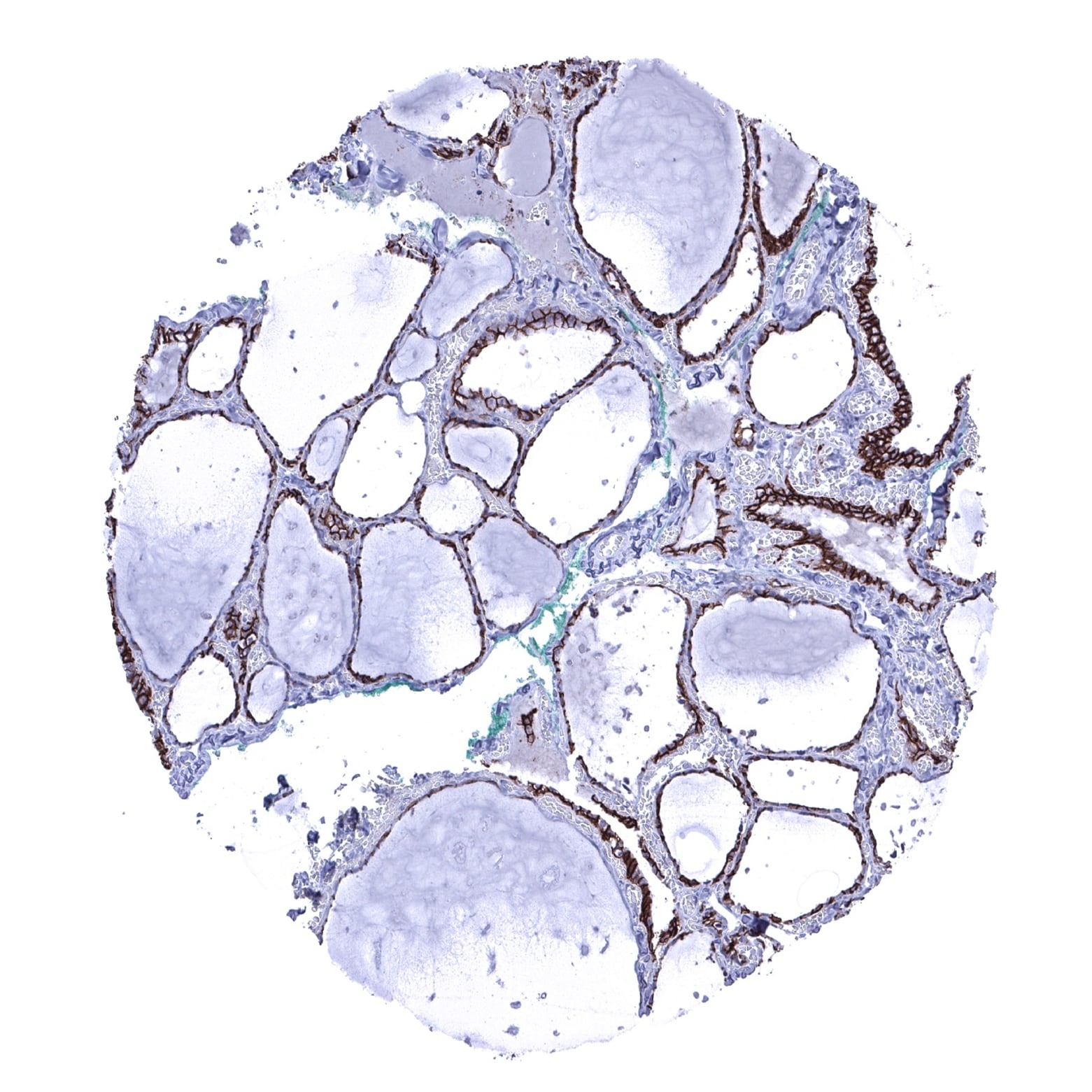 Cadherin-16 Antibody (MSVA-516R) - Azide and BSA Free