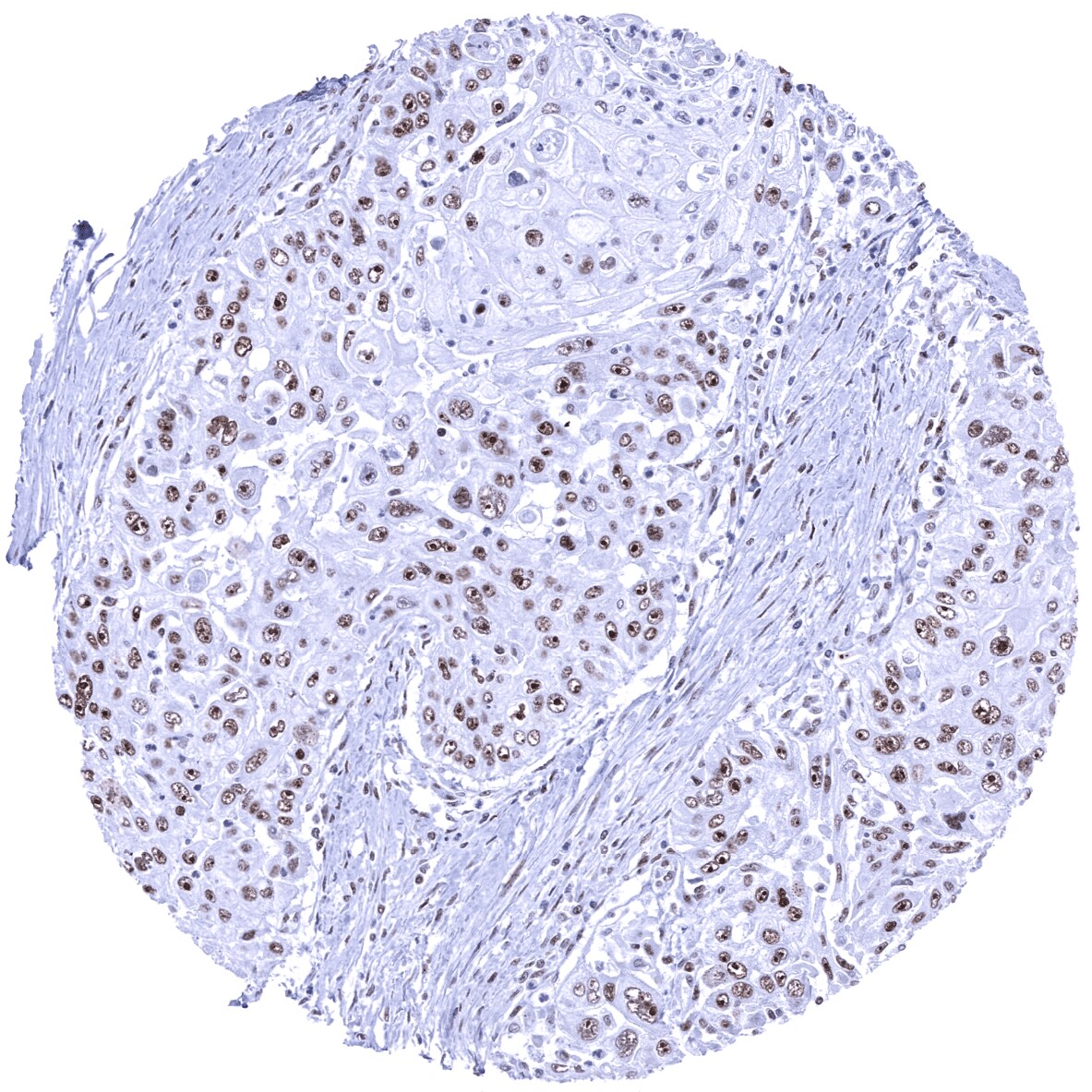 Nucleolin Antibody (MSVA-623R) - Azide and BSA Free
