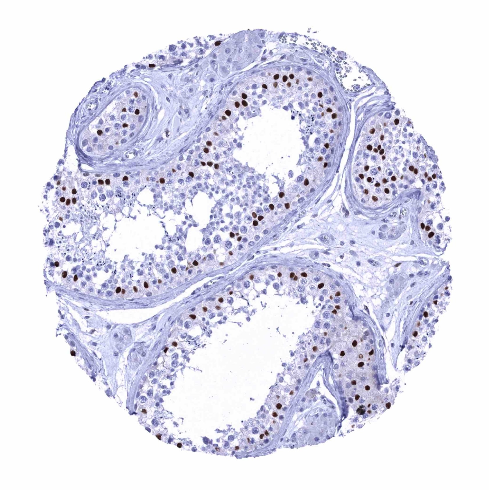 SOX9 Antibody (MSVA-709R) - Azide and BSA Free