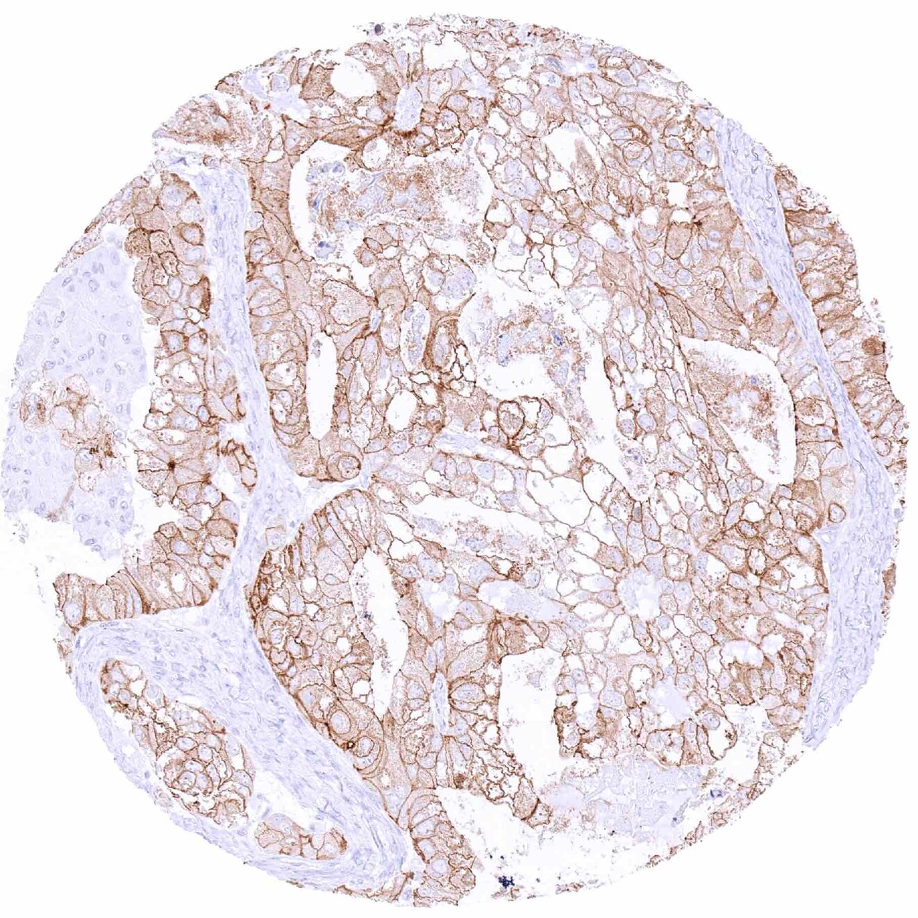Occludin Antibody (MSVA-415M) - Azide and BSA Free