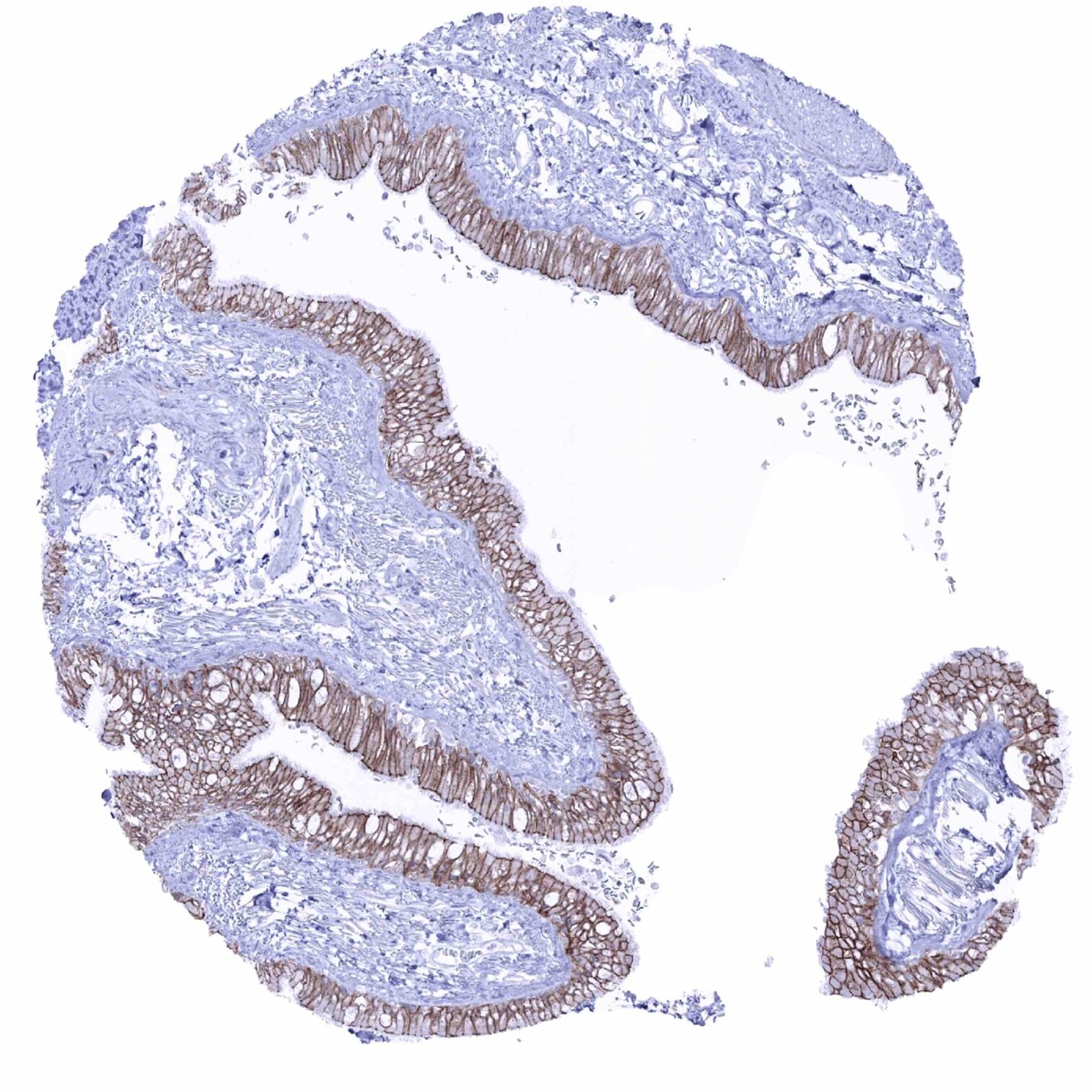 Occludin Antibody (MSVA-415M) - Azide and BSA Free