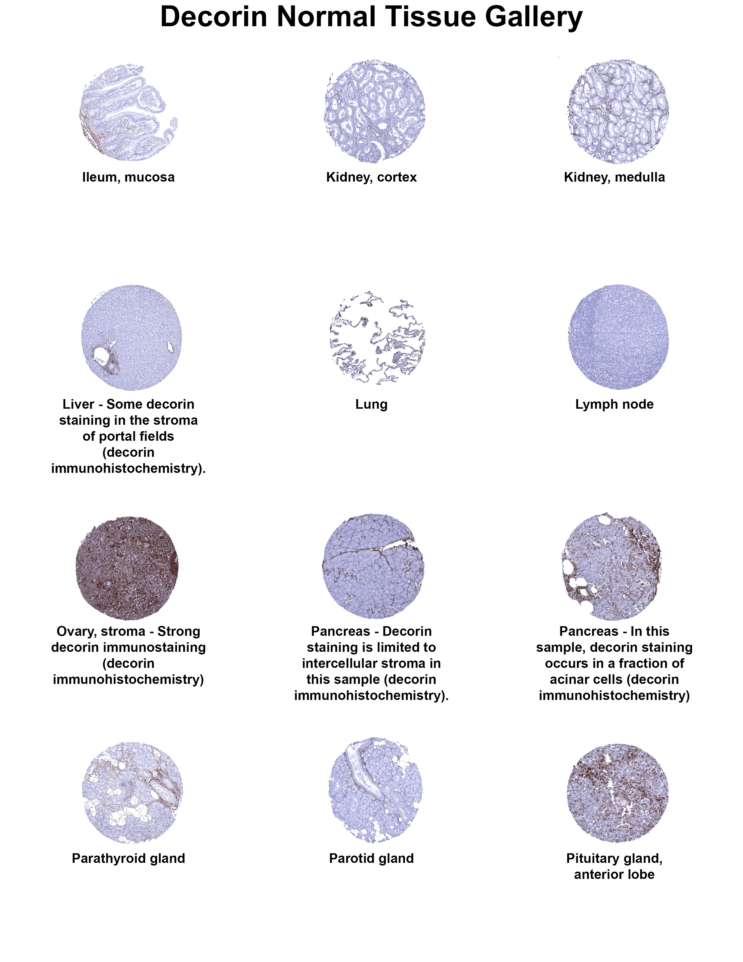 Decorin Antibody (MSVA-537R) - Azide and BSA Free Decorin Antibody (MSVA-537R) - Azide and BSA Free Decorin Normal Tissue Gallery