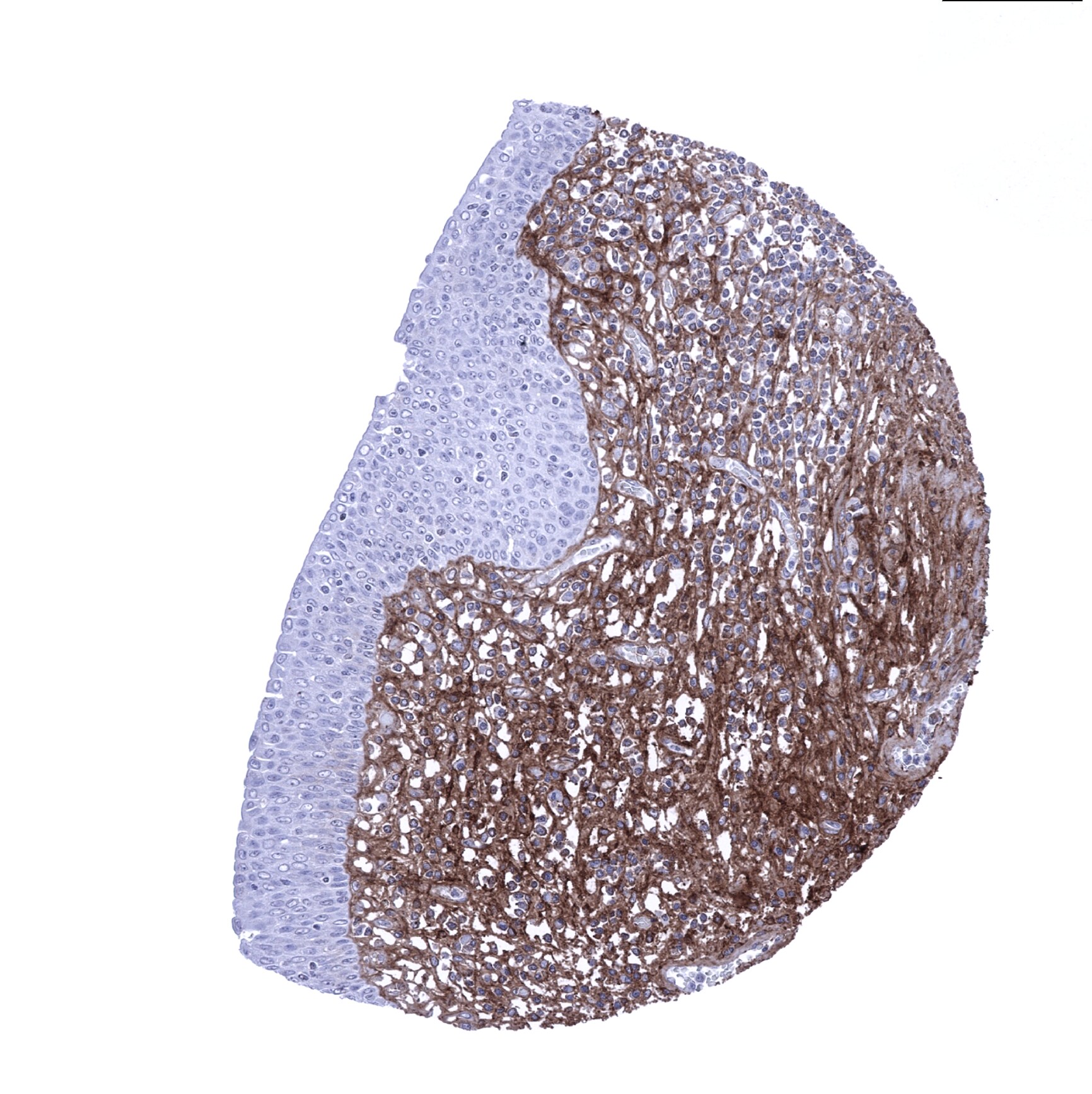 Decorin Antibody (MSVA-537R) - Azide and BSA Free