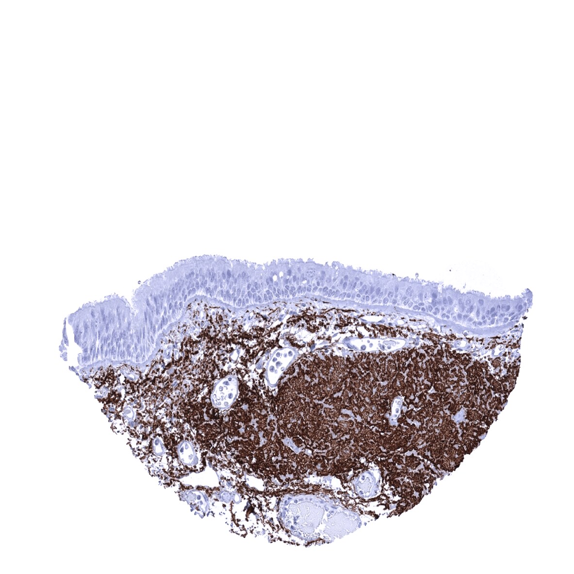 Elastin Antibody (MSVA-648R) - Azide and BSA Free