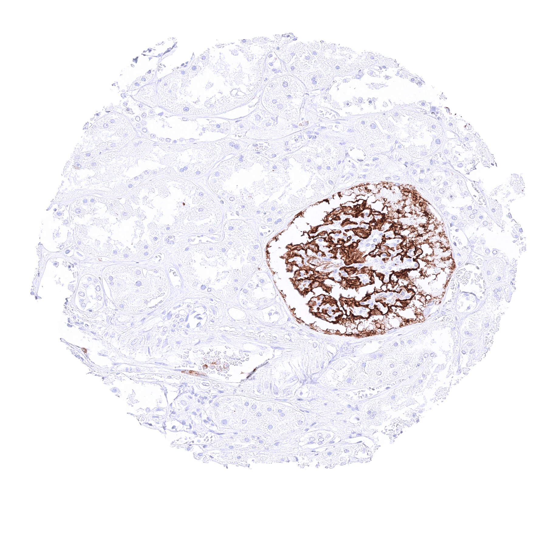 CD35 Antibody (MSVA-035M) - Azide and BSA Free